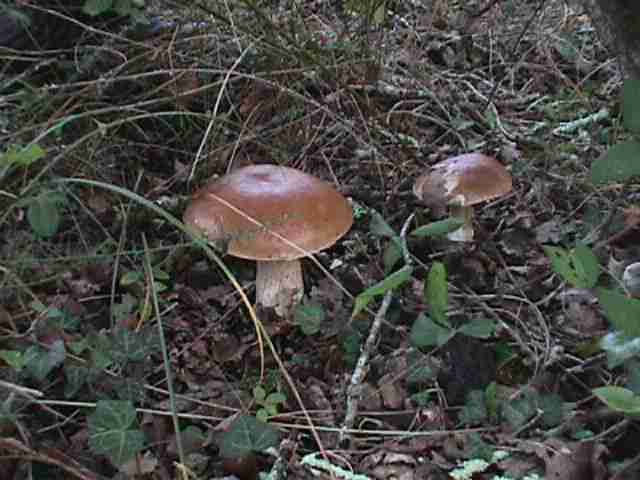  Image name: 99 Porcino.jpg 
 width: 640 pixel 
 height: 480 pixel 
 Size: 28322 bytes 
 Click to enlarge 